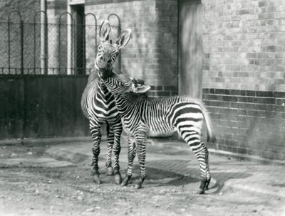 Uma zebra de montanha e seu potro no Zoológico de Londres em 1929 (foto a p/b) de Frederick William Bond