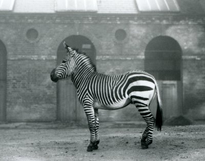 Uma Zebra de Montanha em pé, em seu piquete, em frente às portas altas da Casa Girafa no Zoológico de Londres em 1927 de Frederick William Bond