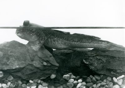 Um saltador de lama, descansando nas rochas submersas, com os olhos acima da água, no Jardim Zoológico de Londres de Frederick William Bond