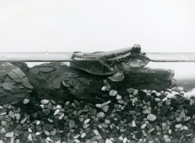 Um saltador de lama, descansando nas rochas submersas, com os olhos acima da água, no Jardim Zoológico de Londres de Frederick William Bond
