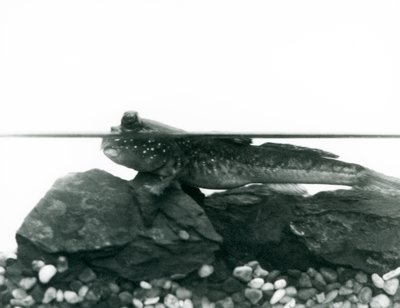 Um saltador de lama, descansando nas rochas submersas, com os olhos acima da água, no Jardim Zoológico de Londres de Frederick William Bond