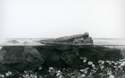 Um saltador de lama, descansando sobre rochas submersas, com a metade superior do seu corpo acima da água, no Jardim Zoológico de Londres. de Frederick William Bond