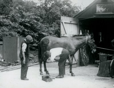 Uma mula sendo calçada no zoológico de Londres em 1924 de Frederick William Bond