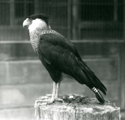 Um Caracara-do-norte-de-crista em pé em um tronco no zoológico de Londres, em setembro de 1925 de Frederick William Bond
