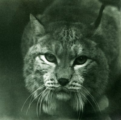 Um lince do norte, zoológico de Londres, fevereiro de 1925 de Frederick William Bond