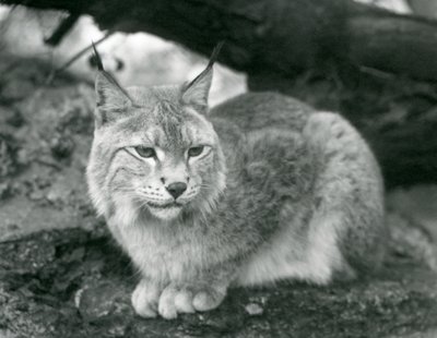 Um lince do norte sentado em uma pedra, zoológico de Londres, em outubro de 1925 de Frederick William Bond