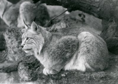 Um lince do norte sentado em uma pedra, zoológico de Londres, em outubro de 1925 de Frederick William Bond