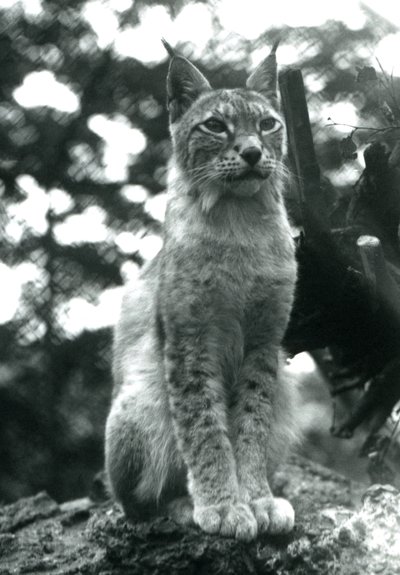 Um lince do norte sentado no zoológico de Londres, em julho de 1925 de Frederick William Bond