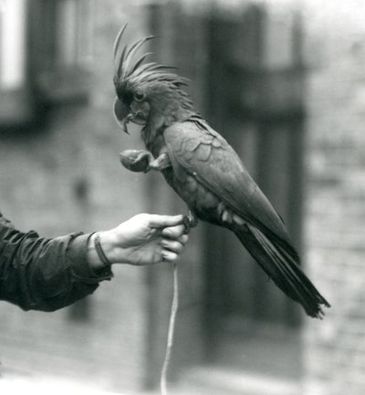 Uma cacatua preta de PalmGoliathGreat que prende no dedo de um depositário com um pé e que prende um deleite dado forma ovo no outro jardim zoológico de nLondon, setembro de 1927. de Frederick William Bond
