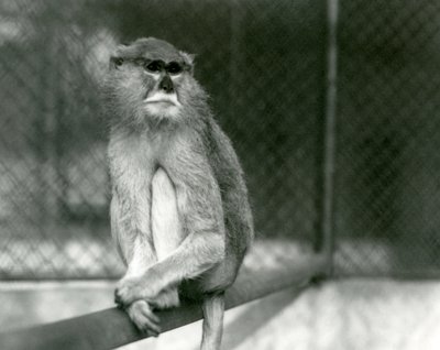 Um Macaco Patas/Wadi/Hussar sentado numa sucursal no Jardim Zoológico de Londres em 1928 (foto a p/b) de Frederick William Bond