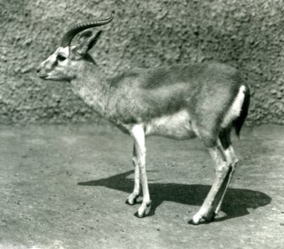 Uma gazela persa no zoológico de Londres em junho de 1925 de Frederick William Bond