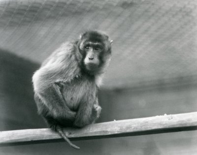 Um Macaque de cauda de porco sentado num poleiro no seu recinto no Jardim Zoológico de Londres (foto a p/b) de Frederick William Bond