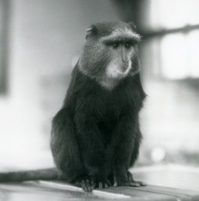 Um Macaco Pluto, ou Macaco Azul, sentado num banco, no Jardim Zoológico de Londres de Frederick William Bond