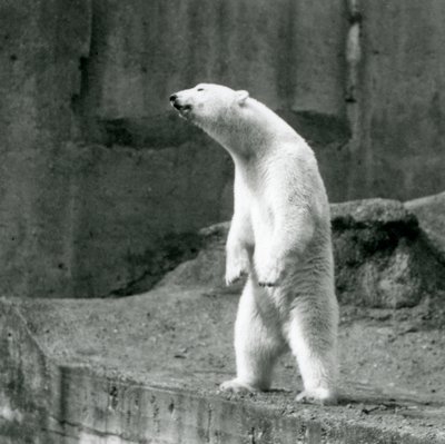 Um Urso Polar de pé, nas patas traseiras, na extremidade do seu recinto no Mappin Terraces, no Jardim Zoológico de Londres de Frederick William Bond