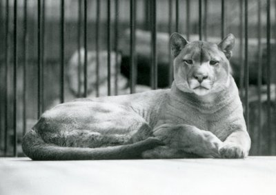 Um leão PumaCougarMountain deitado em seu recinto no zoológico de Londres em junho de 1925 de Frederick William Bond
