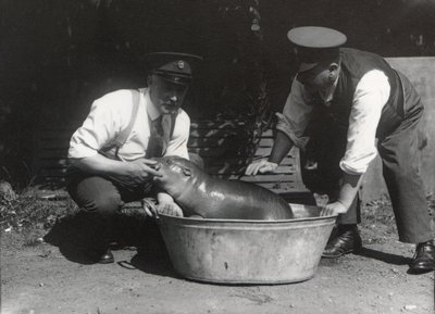 Um hipopótamo pigmeu tendo um mergulho no ZSL London Zoo, em agosto de 1928 de Frederick William Bond