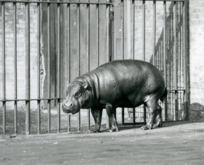 Um hipopótamo pigmeu no zoológico de Londres em 1927 de Frederick William Bond