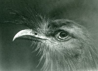Uma seriema de pernas vermelhas no zoológico de Londres em 1924 de Frederick William Bond