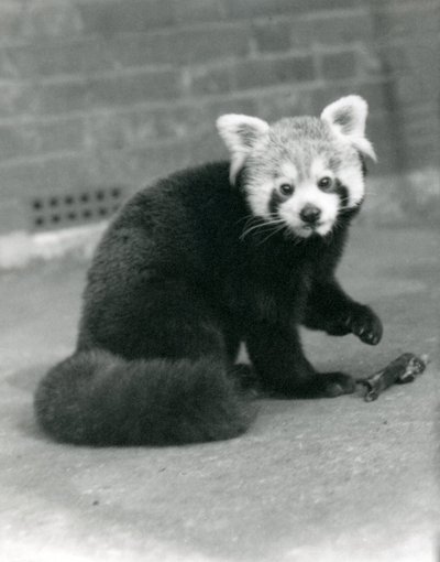 Uma panda vermelha que senta-se no jardim zoológico de Londres, 1917. de Frederick William Bond
