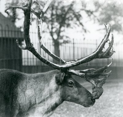Um veado de rena que solta veludo dos seus chifres, no Jardim Zoológico de Londres de Frederick William Bond