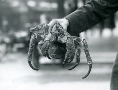 Um Robber Crab, ou Coconut Crab sendo segurado por um guarda no London Zoo, em julho de 1927 de Frederick William Bond