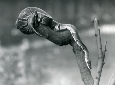 Um RoyalBall Python percorre uma filial no zoológico de Londres em outubro de 1925 de Frederick William Bond
