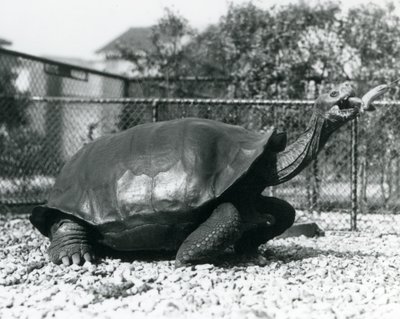 Um Saddleback, Galápagos Tartaruga sendo alimentada com uma banana em um bastão (foto a p/b) de Frederick William Bond