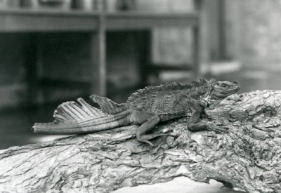 Um Lagarto Sailfin Lizard, com cauda danificada, descansando num tronco no Jardim Zoológico de Londres em 1928 (foto a p/b) de Frederick William Bond