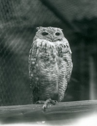 A Savingys Pharaoh Eagle-coruja descansando em um galho no zoológico de Londres, em setembro de 1925 de Frederick William Bond