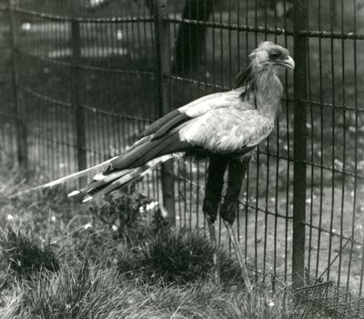 Um Secretário Bird no London Zoo em setembro de 1923 de Frederick William Bond