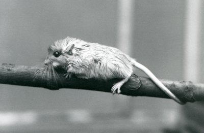 Um Shaws Jird que escala ao longo de um ramo no jardim zoológico de Londres em 1927. de Frederick William Bond