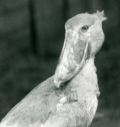 Uma cegonha de sapato, jardim zoológico de Londres, julho de 1926 de Frederick William Bond
