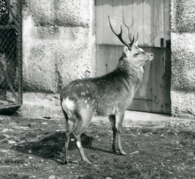 Um SikaJapaneseSpotted Stag em pé no seu recinto, no Zoológico de Londres, em agosto de 1927 de Frederick William Bond