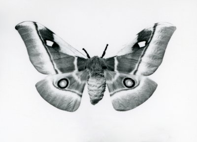 Um Silkmoth, Bunaea caffraria, no zoológico de Londres, antes de 1930 de Frederick William Bond