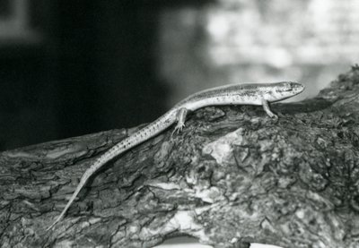 Um Skink descansando em um tronco no Zoológico de Londres em 1929 (foto a p/b) de Frederick William Bond