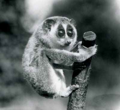 Um Loris delgado segurando no final de uma filial, zoológico de Londres, agosto de 1926 de Frederick William Bond