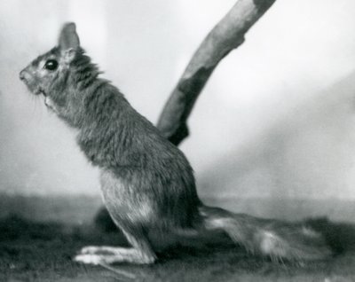 Um sul-africano SpringhareCape Jumping Hare sentado por uma filial em seu recinto, o zoológico de Londres, em dezembro de 1925 de Frederick William Bond