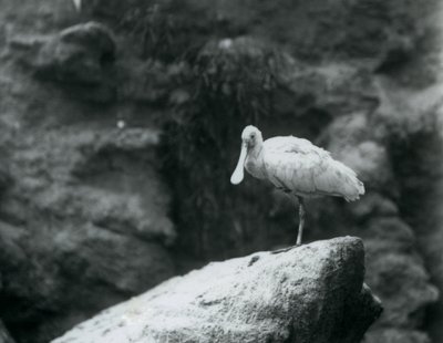 Um, spoonbill, ficar, ligado, um, rocha, em, jardim zoológico londres, em, setembro, 1927 de Frederick William Bond