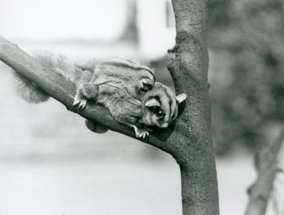 Um Planador de açúcar num ramo com o bebé nas costas, no Jardim Zoológico de Londres. de Frederick William Bond