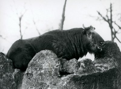 Um, takin, também, sabido, como, um, gado, camurça, ou, gnu, cabra, descansar, ligado, um, rocha, londres, jardim zoológico, 1925 de Frederick William Bond