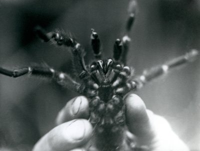 Uma tarântula sendo levantada para mostrar suas presas de baixo, Zoológico de Londres, outubro de 1925 de Frederick William Bond