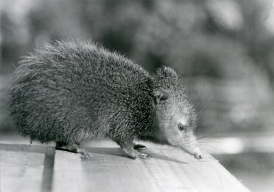 Um Tenrec no Jardim Zoológico de Londres em 1929 (foto a p/b) de Frederick William Bond