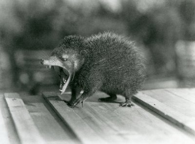 Um Tenrec com a boca aberta, mostrando a sua larga marcha e dentes afiados, Jardim Zoológico de Londres de Frederick William Bond