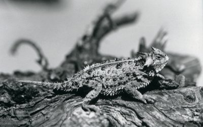 Um lagarto vesgo do Texas/carpinteiro/carpinteiro/carpinteiro de montanha descansando em um tronco no Zoológico de Londres em setembro de 1928 (foto a p/b) de Frederick William Bond