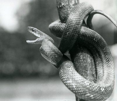 Uma serpente de rato do Texas, enquanto enrolada despertou um ramo quase vertical, Jardim Zoológico de Londres, Agosto de 1928 (foto a p/b) de Frederick William Bond