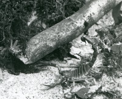 Um Escorpião do Texas no Zoológico de Londres em 1928 (foto a p/b) de Frederick William Bond