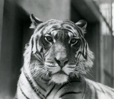 Um tigre no zoológico de Londres em julho de 1924 de Frederick William Bond