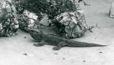 Um Tuatara no Zoológico de Londres em 1927 de Frederick William Bond