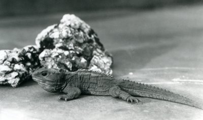 Uma Tuatara, deitada em frente a uma rocha, no Jardim Zoológico de Londres em 1928 (foto a p/b) de Frederick William Bond