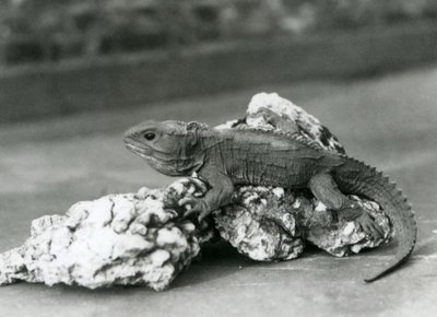 Uma Tuatara, deitada sobre uma rocha, no Jardim Zoológico de Londres em 1929 (foto a p/b) de Frederick William Bond